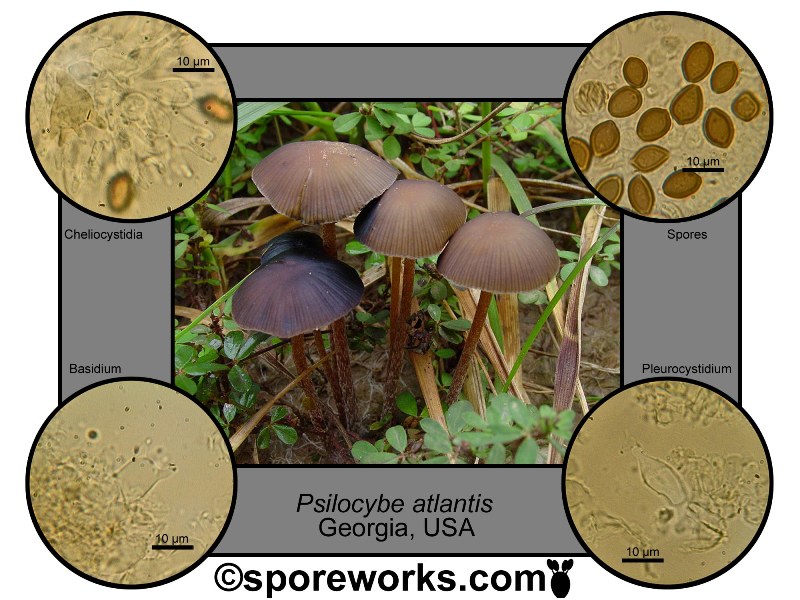 Psilocybe section Mexicanae The Spore Works